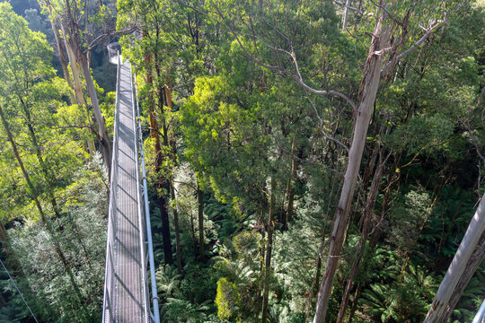 Treetop walk in eucalyptus forest, Great Otway National Park, Australia