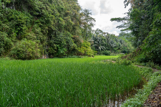 Lush green rice fields in Toraja, Sulawesi, Indonesia