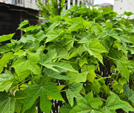 Cnidoscolus aconitifolius is a green-leaved shrub with lobes resembling those of papaya or maple leaves. Known as Tree Spinach or Chaya, it is a native vegetable. Cnidoscolus chayamansa McVaugh.
