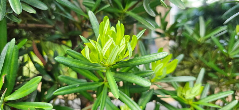 The pale yellowish-green shoots of the podocarpus tree, unfurling new leaves, are tightly clustered in a flower-like arrangement. Setada has single, alternate, lanceolate leaves with pointed tips.
