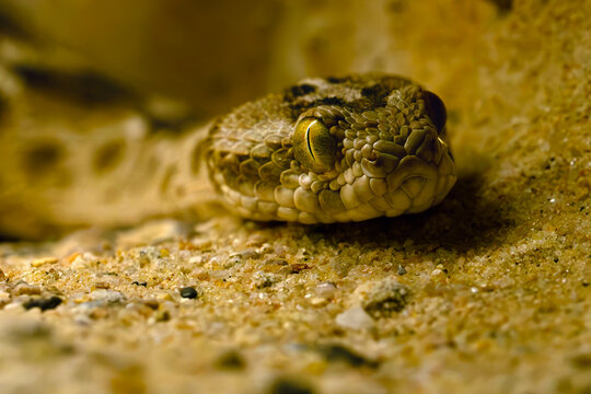 Echis carinatus, known as the Sindh saw-scaled viper, saw-scaled or Indian saw-scaled viper, little Indian viper, portrait of a very poisonous snake.