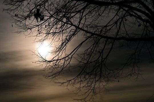Sonne hinter Baumschatten vor Abendhimmel