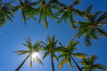 Obraz premium Palm background. Green tropical palm texture. Palms leaf pattern. Nature tropical background. Summer background. Palm tree on blue sky. Tropical paradise. Exotic palm background. Jungle green.