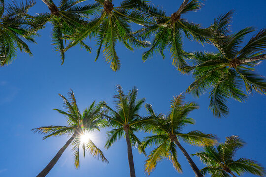 Palm background. Green tropical palm texture. Palms leaf pattern. Nature tropical background. Summer background. Palm tree on blue sky. Tropical paradise. Exotic palm background. Jungle green.