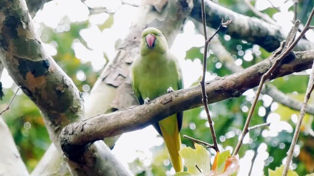 Rose-ringed parakeets (Psittacula krameri) perch in the trees of a London park. These foreign invaders, also known as ring-necked parakeets, are medium-sized, slender parrots with vivid green feathers