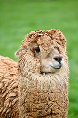 Fototapeta premium Fluffy Alpaca Close Up Portrait in Mountain Pasture