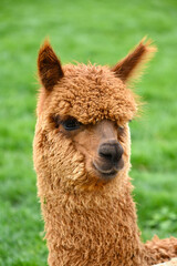 Fototapeta premium Cute Fluffy Alpaca Headshot Close Up on Farm