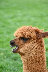 Fototapeta premium Funny Close-Up Portrait of a Young Alpaca