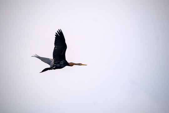 Oriental darter