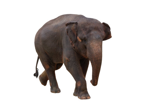 Elephant isolated on transparent background png file	
