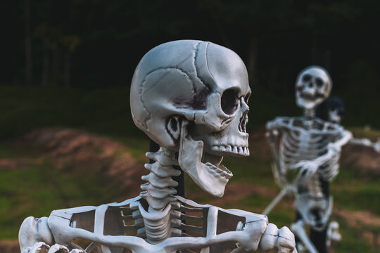 Human skeleton props decorated in outdoor field for Halloween festival display. Plastic human skeleton models mounted on poles along grassy field with white cross markers. Halloween event decorations,