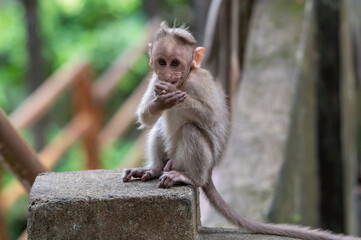 Young macaque sitting on a stone pillar while eating, wooden fence in background © Rintu