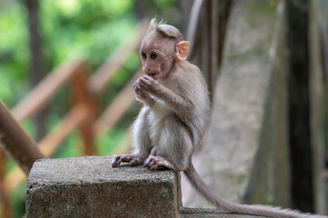 Baby macaque sitting on a stone pillar eating, wooden fence in the backgro © Rintu