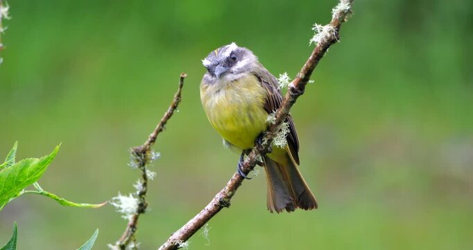Golden-crowned Flycatcher (Myiodynastes chrysocephalus), perching. In montane rainforest on the Amazonian slopes of the Andes near Cosanga, Napo province, Ecuador.