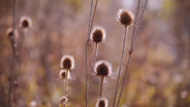 Beautiful scenic nature background with sunlight and dry floral plant. Winter garden with teasel flower meadow. Closeup burdock autumn foliage bokeh background.