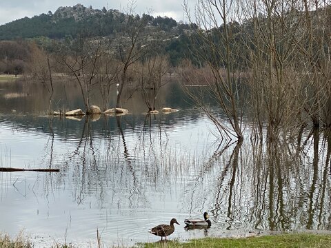 Patos en el pantano