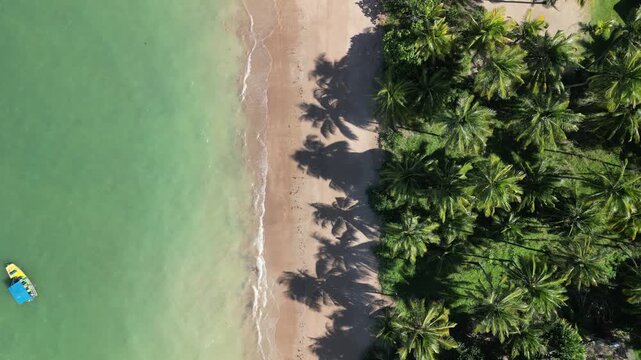 Vista a&eacute;rea de praia deserta com sombras de palmeiras e linha da mar&eacute; na areia, cen&aacute;rio sereno durante viagem pelo litoral de Alagoas
