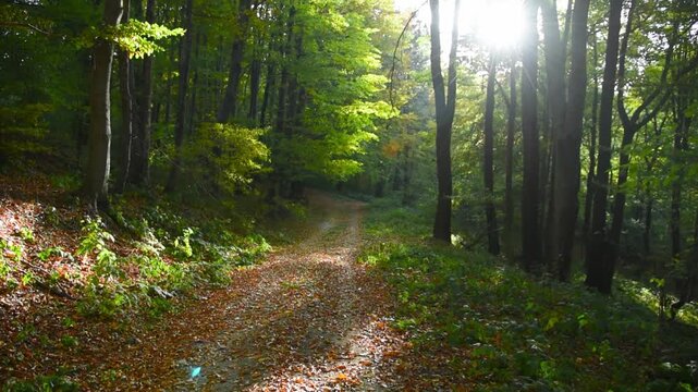 Sunbeam showing in forest above footpath covered in autumn leaves. Scenic view green trees, sun rays, pathway. Beautiful nature landscape environment.