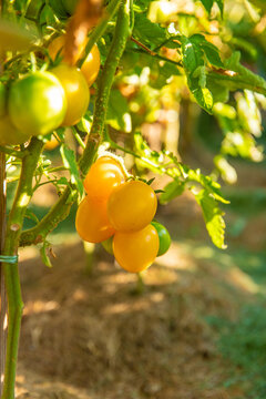 Tomatoes growing in the garden. Selective focus.