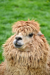 Fototapeta premium Head Shot Portrait of a Cheerful Fluffy Alpaca in Outdoor Pasture