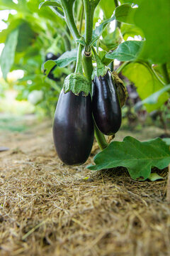 Eggplants growing in the garden. Selective focus.