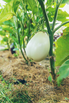 Eggplants growing in the garden. Selective focus.