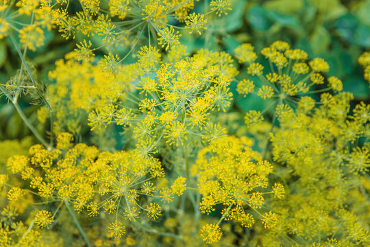 Dill flower heads in the garden. Selective focus.