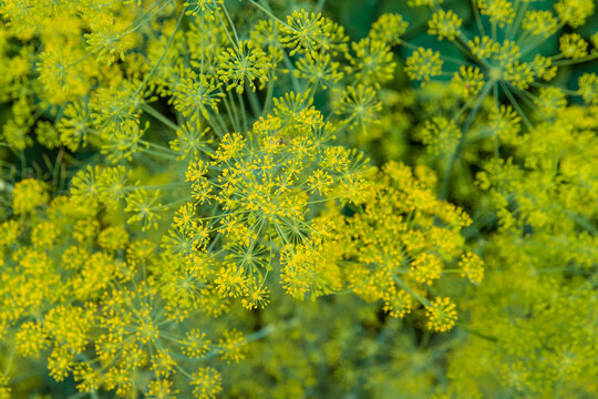 Dill flower heads in the garden. Selective focus.