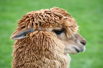 Fototapeta premium Close Up Portrait of Soft Wool Fluffy Alpaca Head