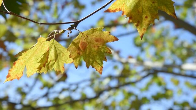 Closeup of yellow maple leaf on branch. Colorful autumn leaves on wind, sunny blur sky background. Fall season weather nature forest.