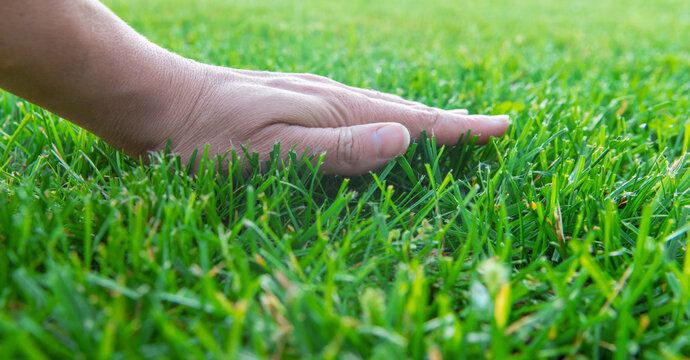 Green lawn grass. Selective focus.