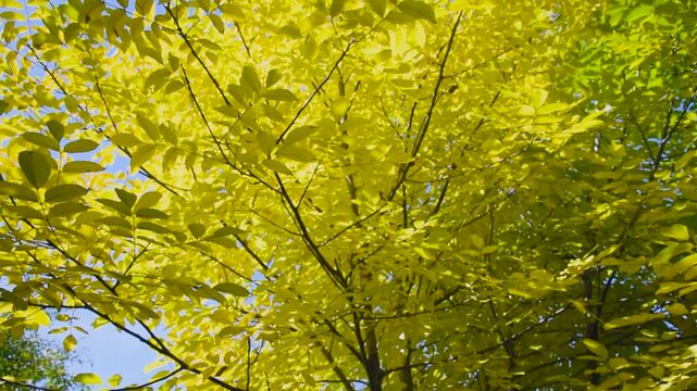 Autumn tree with colorful yellow and green leaves on branches and bright blue sky. Beautiful ash wood on sunny day in fall season. Scenic autumnal nature scene. Vibrant color of nature.