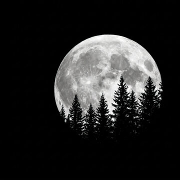 Full moon rising over dark pine forest silhouette