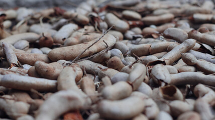 Close-up of tamarind fruit © Jimmy