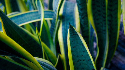 close up of green gras © Hilman