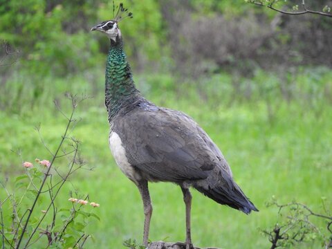 Female Indian Peafowl Standing in Natural Habitat in Sri Lanka