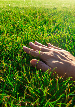 Green lawn grass. Selective focus.