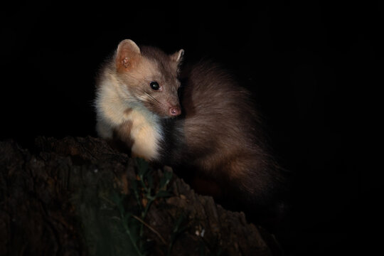 Beech marten - Martes foina, small beautiful common carnivore from European forests and woodlands, White Carpathians, Czech Republic.