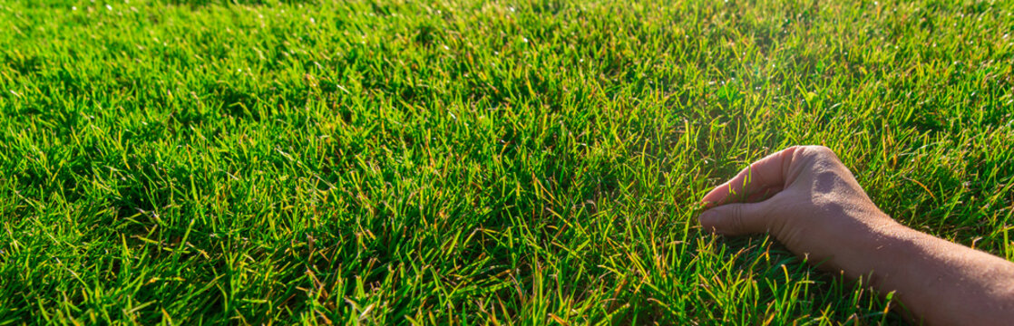 Green lawn grass. Selective focus.