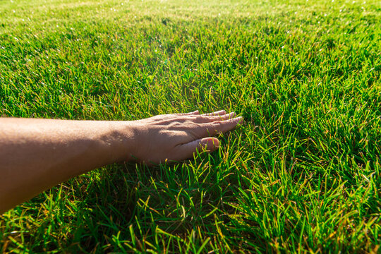 Green lawn grass. Selective focus.