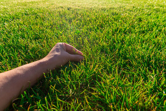 Green lawn grass. Selective focus.