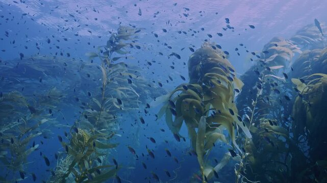 Large school of immature blacksmith in kelp canopy.