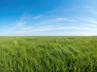 Obraz premium Panoramic view of a vast green meadow under a bright blue sky with light clouds