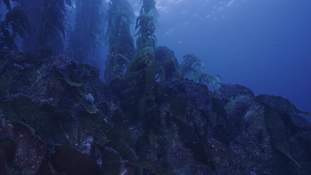 Various kelps at perimeter of forest.