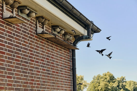 Common house martins nesting on brick building in Varel Germany birds flying to mud nests under roof eaves during spring breeding season in rural area
