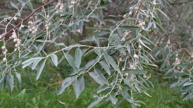 Russian Olive Branches with Silvery Leaves and Pale Fruits