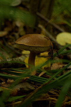 Brown Mushroom Growing on Forest Floor