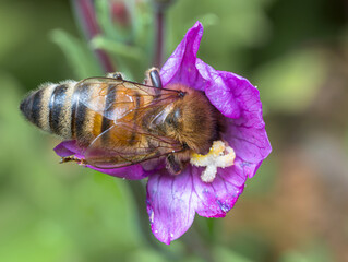 Honey bee (Apis mellifera) foraging on a purple wildflower in close-up macro, hard working insect pollinator collecting nectar and pollen, biodiversity in nature. © Villages de France