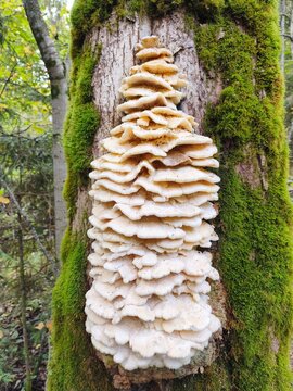 Massive northern tooth fungus Climacodon septentrionalis growing in tiers on a mossy tree trunk