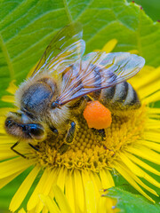 Abeille © Villages de France
